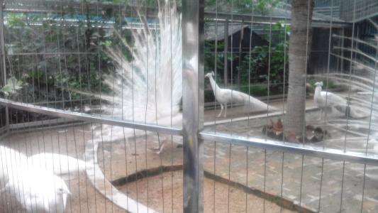 上海深圳野生動物園